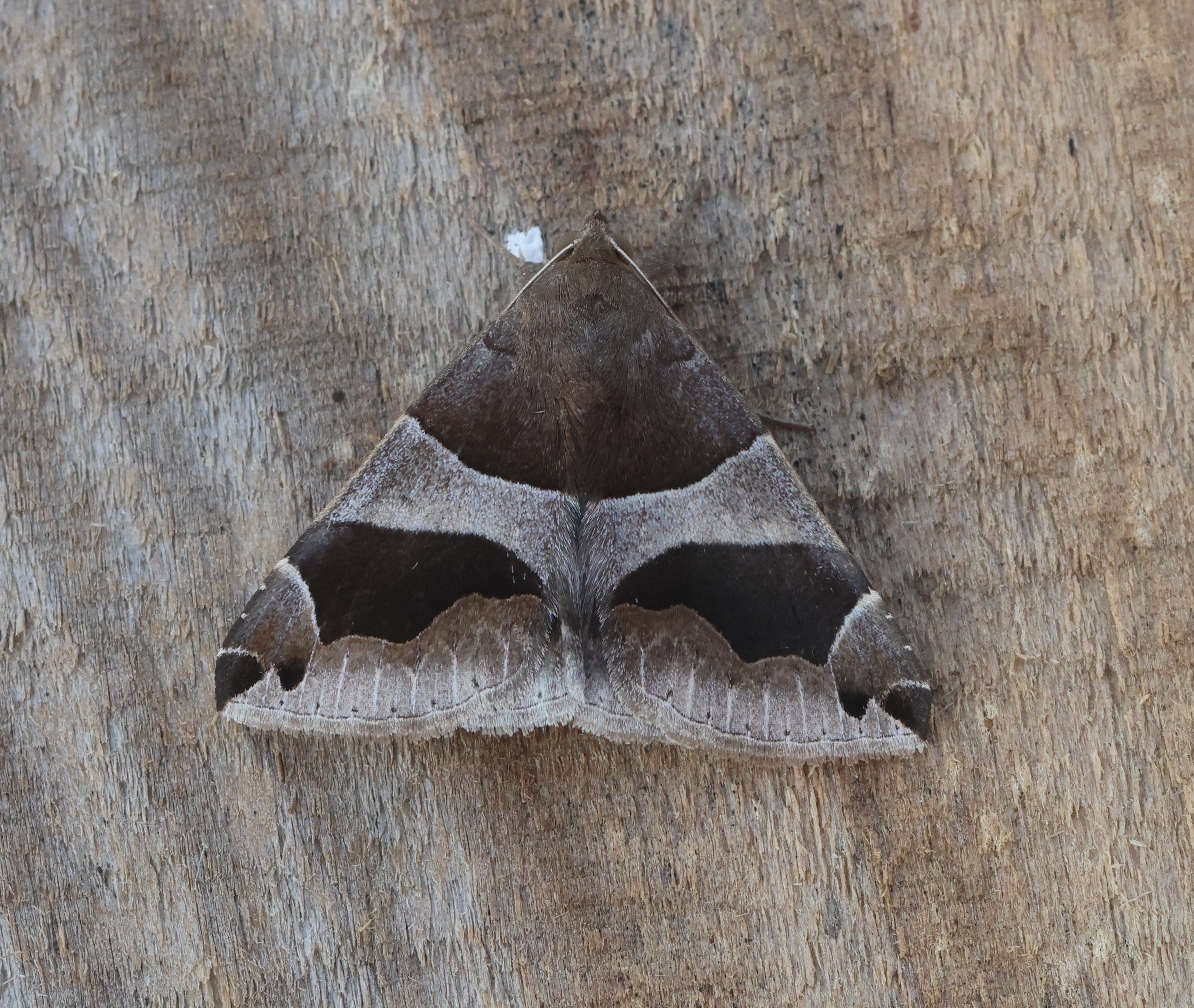 Photo of Passenger (Dysgonia algira)